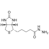 Biotin hydrazide