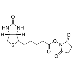 Biotin N-hydroxysuccinimide ester